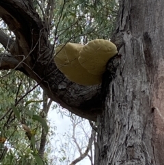 Laetiporus portentosus at Jerrabomberra, NSW - 2 Mar 2022