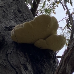 Laetiporus portentosus at Jerrabomberra, NSW - 2 Mar 2022 11:37 AM