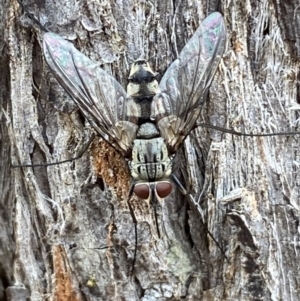 Prosena sp. (genus) at Jerrabomberra, NSW - 2 Mar 2022 11:27 AM