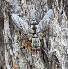 Prosena sp. (genus) at Jerrabomberra, NSW - 2 Mar 2022 11:27 AM