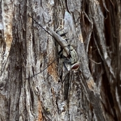 Prosena sp. (genus) at Jerrabomberra, NSW - 2 Mar 2022