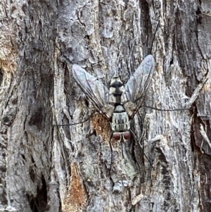 Prosena sp. (genus) at Jerrabomberra, NSW - 2 Mar 2022 11:27 AM