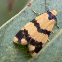 Thallarcha chrysochares (Tiger Footman) at Mount Jerrabomberra - 2 Mar 2022 by SteveBorkowskis