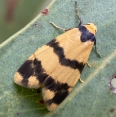 Thallarcha chrysochares at Jerrabomberra, NSW - 2 Mar 2022