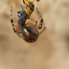 Cryptachaea veruculata at Jerrabomberra, NSW - 2 Mar 2022