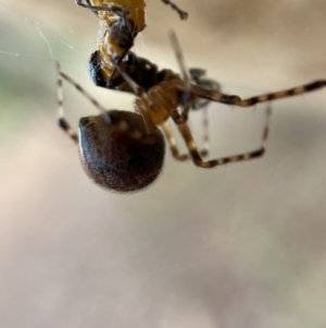 Cryptachaea veruculata at Jerrabomberra, NSW - 2 Mar 2022