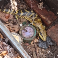 Tiliqua scincoides scincoides (Eastern Blue-tongue) at McKellar, ACT - 1 Mar 2022 by pixelnips