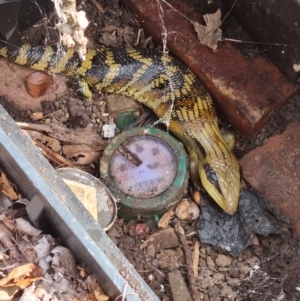 Tiliqua scincoides scincoides at McKellar, ACT - 1 Mar 2022