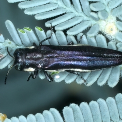 Agrilus hypoleucus (Hypoleucus jewel beetle) at Paddys River, ACT - 28 Feb 2022 by jb2602