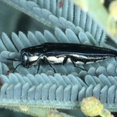 Agrilus hypoleucus at Paddys River, ACT - 1 Mar 2022