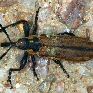 Rhinotia haemoptera at Paddys River, ACT - 1 Mar 2022 10:33 AM