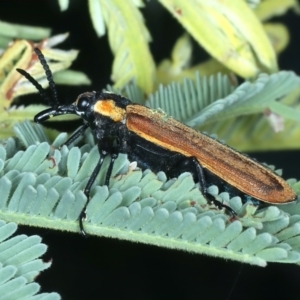 Rhinotia haemoptera at Paddys River, ACT - 1 Mar 2022 10:33 AM