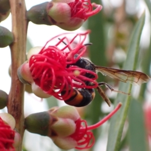 Hyleoides concinna at Murrumbateman, NSW - 1 Mar 2022