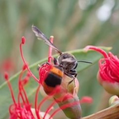 Hyleoides concinna at Murrumbateman, NSW - 1 Mar 2022