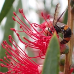 Hyleoides concinna at Murrumbateman, NSW - 1 Mar 2022