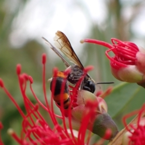 Hyleoides concinna at Murrumbateman, NSW - 1 Mar 2022