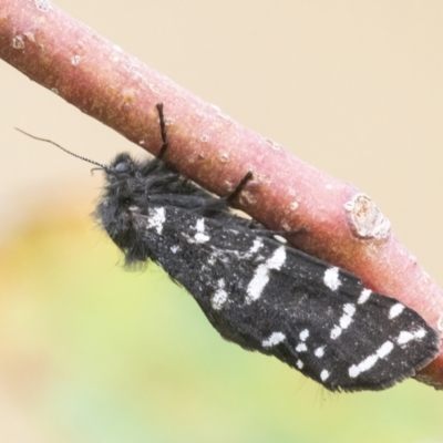 Psychanisa baliodes (A Case moth) at Googong, NSW - 1 Mar 2022 by WHall