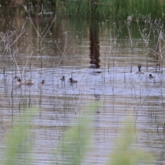 Tachybaptus novaehollandiae (Australasian Grebe) at Gordon, ACT - 2 Mar 2022 by RodDeb