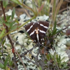 Hecatesia fenestrata (Common Whistling Moth) at Mount Jerrabomberra - 2 Mar 2022 by SteveBorkowskis