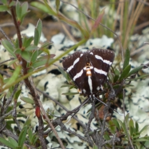 Hecatesia fenestrata at Jerrabomberra, NSW - 2 Mar 2022