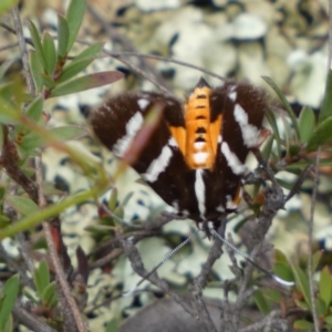 Hecatesia fenestrata at Jerrabomberra, NSW - 2 Mar 2022