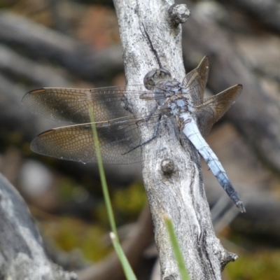 Orthetrum caledonicum (Blue Skimmer) at Jerrabomberra, NSW - 2 Mar 2022 by Steve_Bok