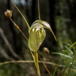 Diplodium reflexum at Tuggeranong Hill - 27 Feb 2022