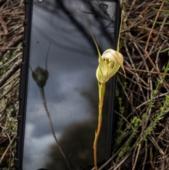 Diplodium reflexum at Tuggeranong Hill - 27 Feb 2022