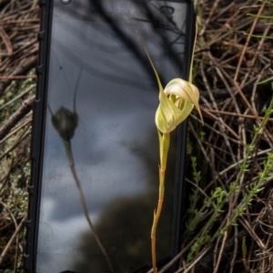 Diplodium reflexum at Tuggeranong Hill - 27 Feb 2022