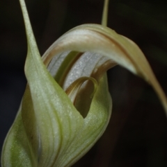 Diplodium reflexum at Tuggeranong Hill - 27 Feb 2022