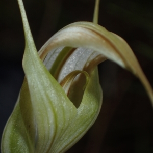 Diplodium reflexum at Tuggeranong Hill - 27 Feb 2022