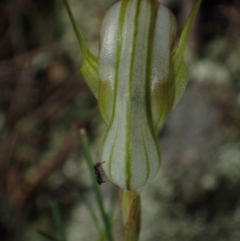 Diplodium reflexum at Tuggeranong Hill - 27 Feb 2022