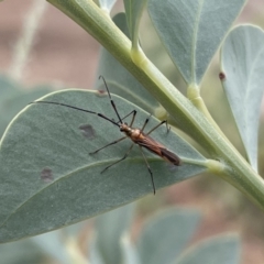 Rayieria acaciae (Acacia-spotting bug) at Pearce, ACT - 3 Mar 2022 by nathkay