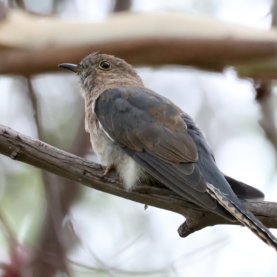 Cacomantis flabelliformis (Fan-tailed Cuckoo) at Tidbinbilla Nature Reserve - 28 Feb 2022 by jb2602