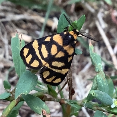 Asura lydia (Lydia Lichen Moth) at Lyneham, ACT - 3 Mar 2022 by megsclass