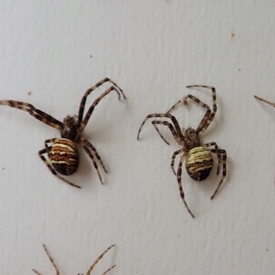 Gea theridioides (An orb weaver spider) at Cook, ACT - 21 Feb 2022 by CathB