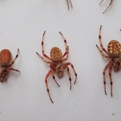 Salsa fuliginata (Sooty Orb-weaver) at Cook, ACT - 22 Feb 2022 by CathB