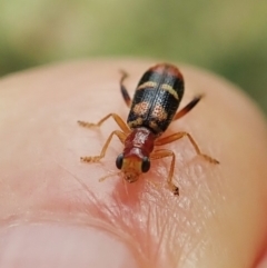 Lemidia bella (Checkered beetle) at Cook, ACT - 28 Feb 2022 by CathB