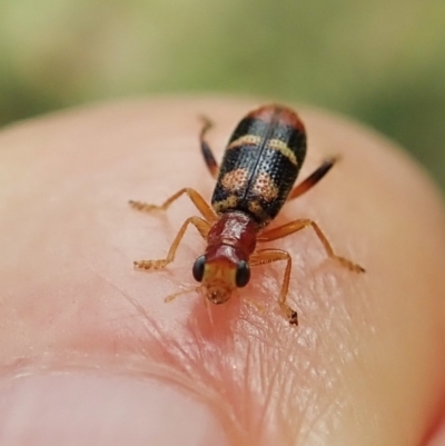 Lemidia bella (Checkered beetle) at Cook, ACT - 28 Feb 2022 by CathB