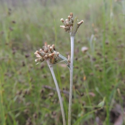 Euchiton japonicus (Creeping Cudweed) at Tennent, ACT - 9 Nov 2021 by MichaelBedingfield