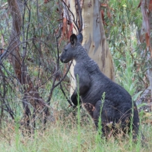 Osphranter robustus robustus at Paddys River, ACT - 2 Mar 2022 07:18 AM