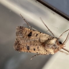 Agrotis porphyricollis (Variable Cutworm) at Jerrabomberra, NSW - 3 Mar 2022 by Steve_Bok