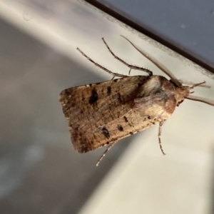 Agrotis porphyricollis at Jerrabomberra, NSW - 3 Mar 2022