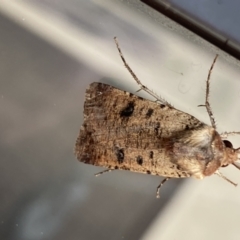 Agrotis porphyricollis at Jerrabomberra, NSW - 3 Mar 2022