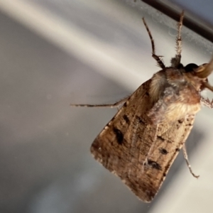 Agrotis porphyricollis at Jerrabomberra, NSW - 3 Mar 2022