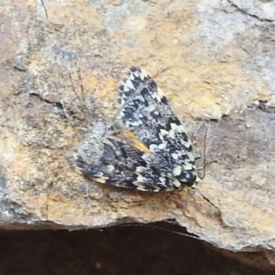 Halone sinuata (Rock Lichen Moth) at Acton, ACT - 2 Mar 2022 by HelenCross