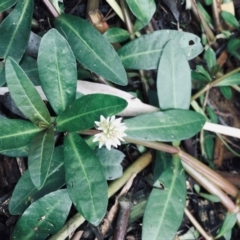 Alternanthera philoxeroides (Alligator Weed) at Acton, ACT - 3 Mar 2022 by RWPurdie