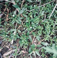 Alternanthera philoxeroides at Acton, ACT - 3 Mar 2022 02:54 PM