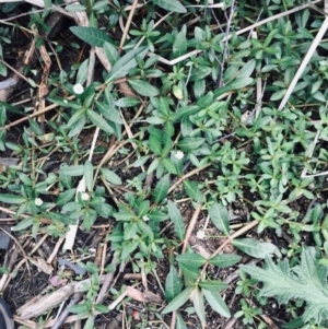 Alternanthera philoxeroides at Acton, ACT - 3 Mar 2022