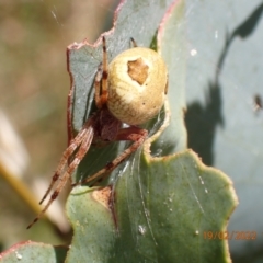 Araneinae (subfamily) (Orb weaver) at Providence Portal, NSW - 19 Feb 2022 by Ozflyfisher